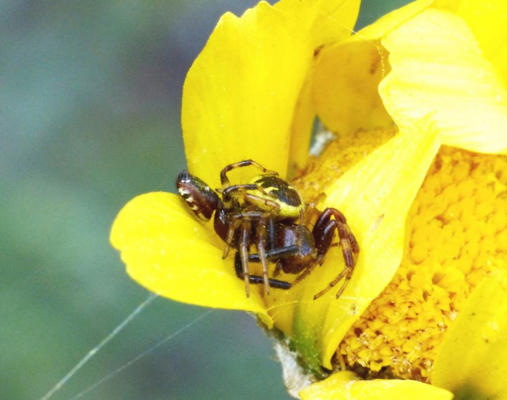 Synema globosum: accoppiamento